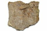 Fossil Dinosaur Bone Section - Wyoming #331059-1